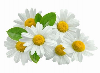 芹菜素