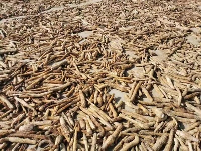 复件 肉苁蓉药材1.jpg
