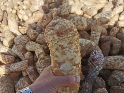 复件 肉苁蓉药材2.jpg