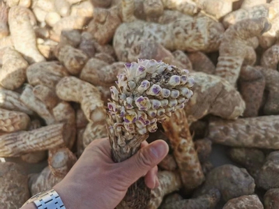 复件 肉苁蓉药材3.jpg