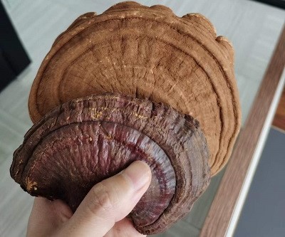 灵芝原料对比20220824.jpg