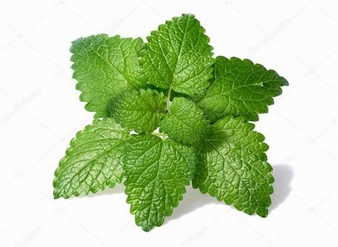 蜜蜂花提取物，香蜂草提取物，香蜂花叶提取物