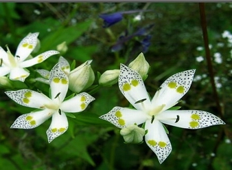 獐牙菜苦甙,獐牙菜提取物