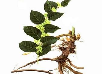 白藜芦醇 Resveratrol,虎杖提取物