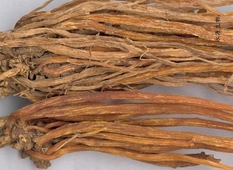 龙胆根提取物，黄龙胆根提取物，龙胆草提取物