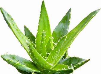 芦荟提取物,芦荟甙