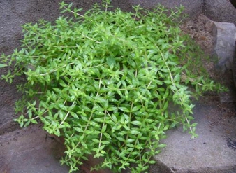 垂盆草提取物