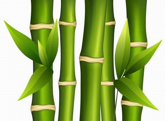 竹子提取物,竹叶提取物