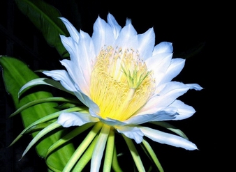 火龙果花提取物