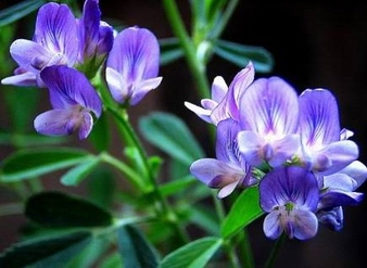 紫花苜蓿提取物