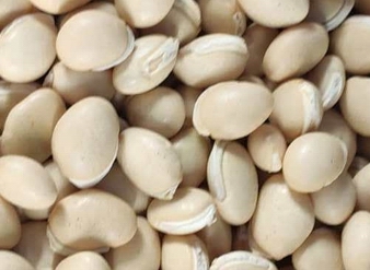 白扁豆提取物