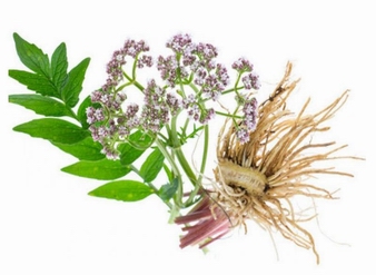 缬草提取物 Valerian Root Extract
